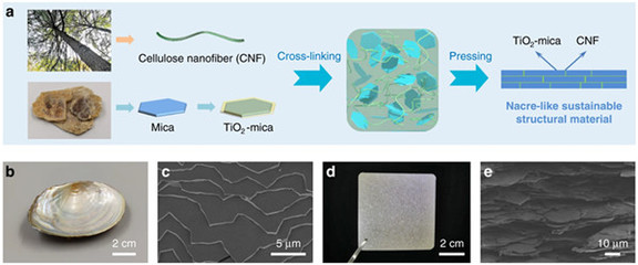 中國(guó)科學(xué)家研發(fā)仿生新材料，高性能纖維與復(fù)合材料助力塑料替代